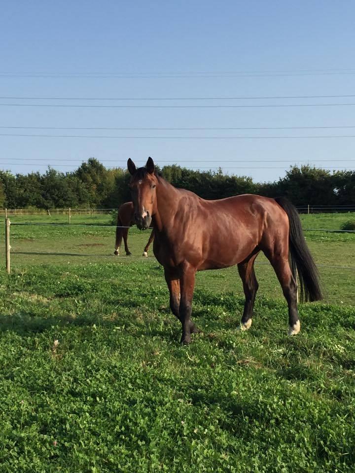 Oldenborg Bakkegårdens charlie - Fredag eftermiddag og Bølle han er brænd varm og klar på spillopper. billede 11