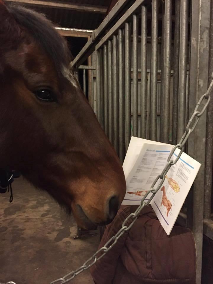 Oldenborg Bakkegårdens charlie - Nysgerigheden ham selv. Kigger lidt på sin anatomi inden massage. billede 8