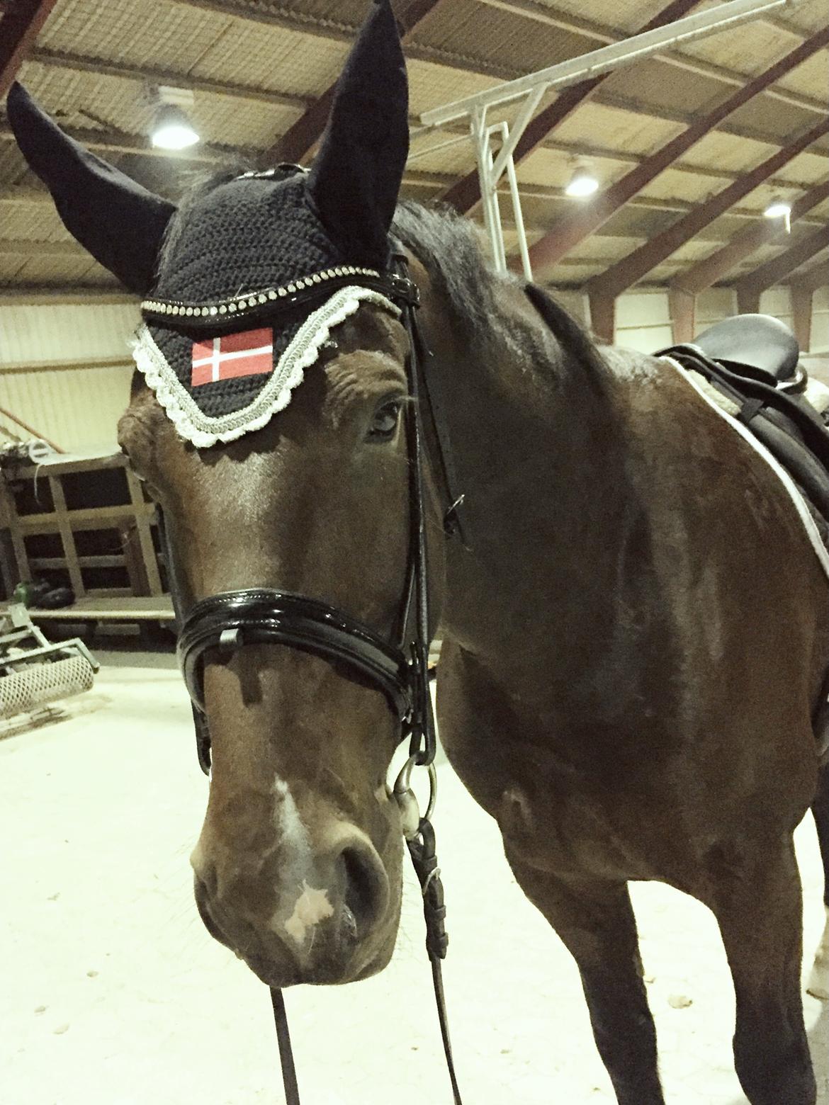 Oldenborg Bakkegårdens charlie - Milepæl #2: Et par dage efter han flyttede til Roskilde. Han afprøver lidt af voltiuniformen. billede 13