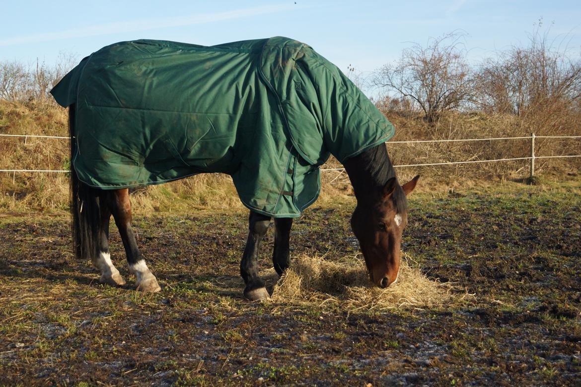 Oldenborg Bakkegårdens charlie - Bølle der nyder solen og roen inden juleklubstævnet går i gang. billede 5