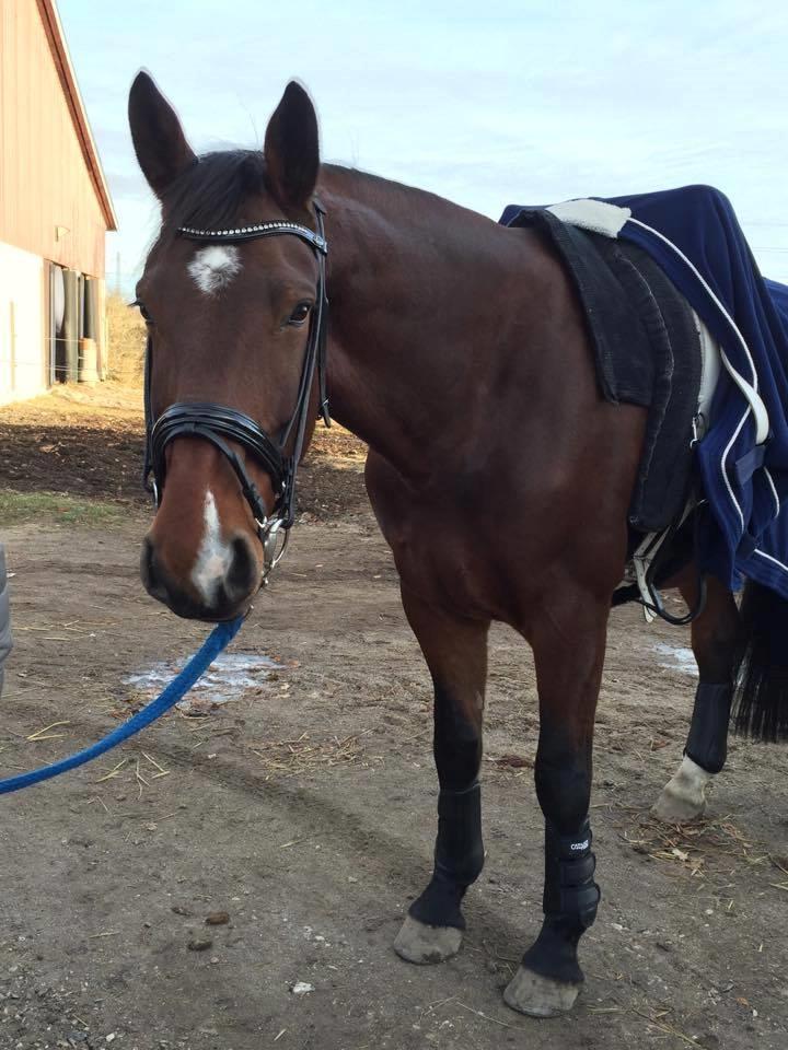 Oldenborg Bakkegårdens charlie - Milepæl #4: Mestring af voltigering i trav. Balancen og koncentrationsevnen udvikler sig. billede 9