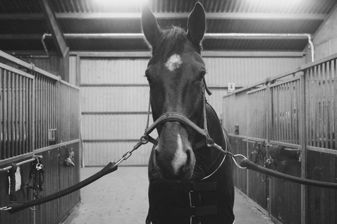 Oldenborg Bakkegårdens charlie - Fredagshygge på staldgangen efter endt ridning. billede 7