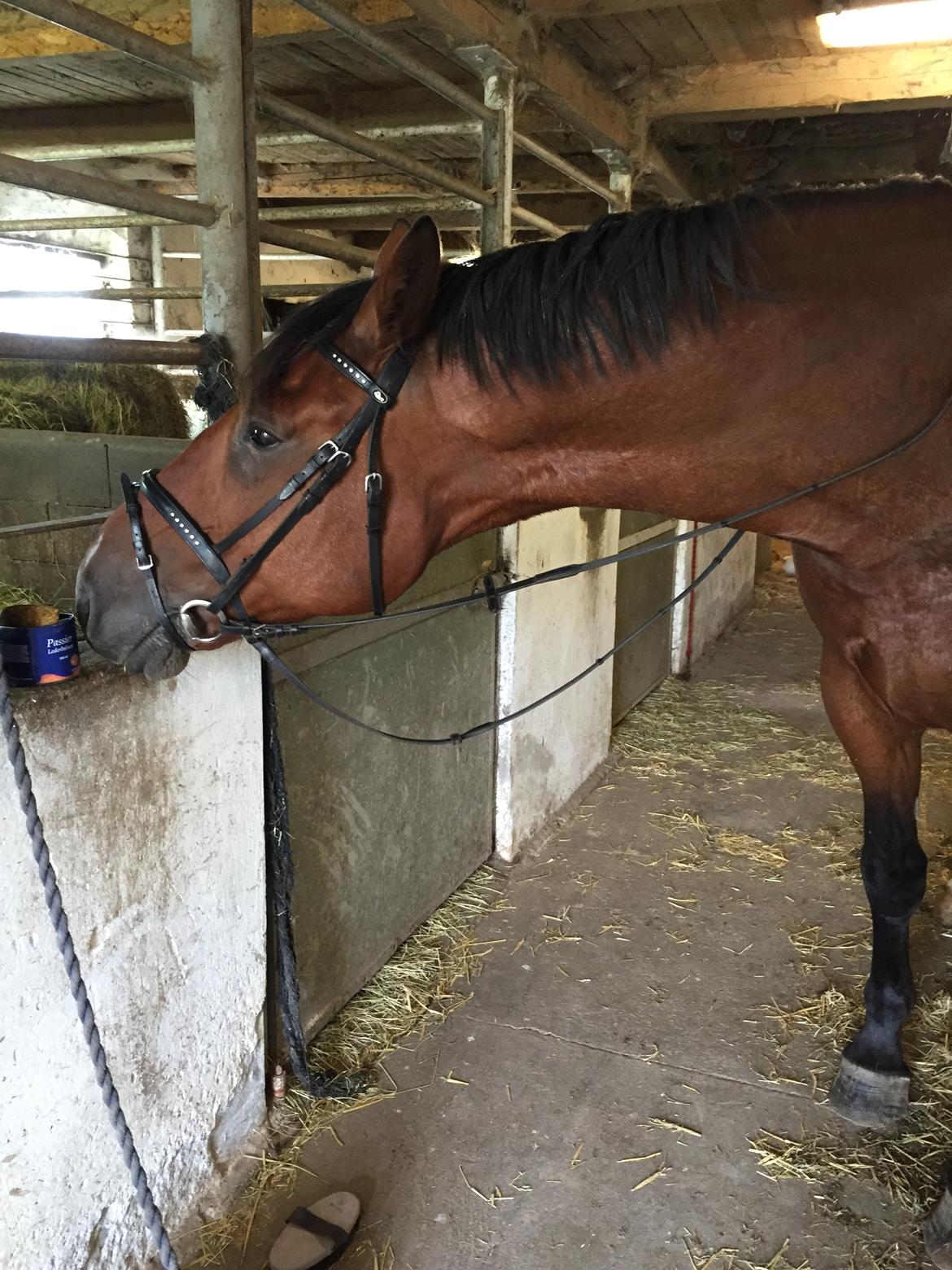 Oldenborg Bakkegårdens charlie - Sommer 2016 inden Bølle flyttede til sit nye hjem. billede 14