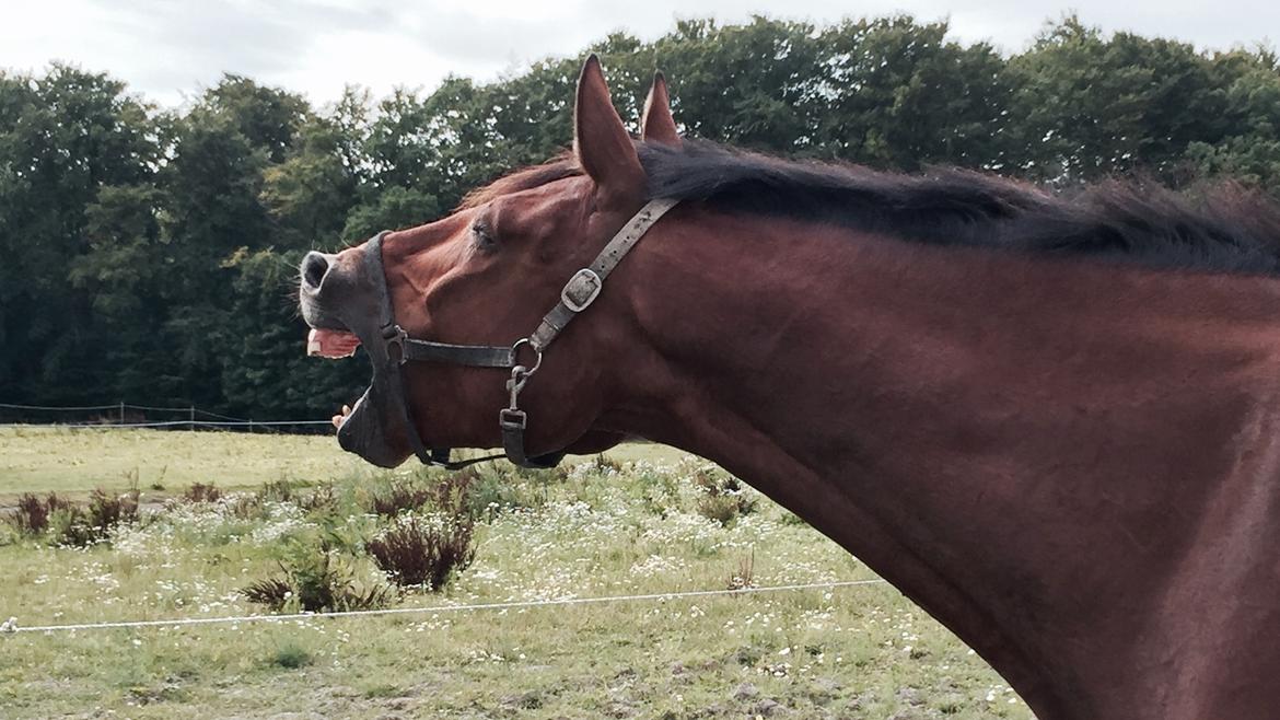 Oldenborg Bakkegårdens charlie - Den gang formen blev udfordret af blot 30 min. ridning og håndtering. billede 15