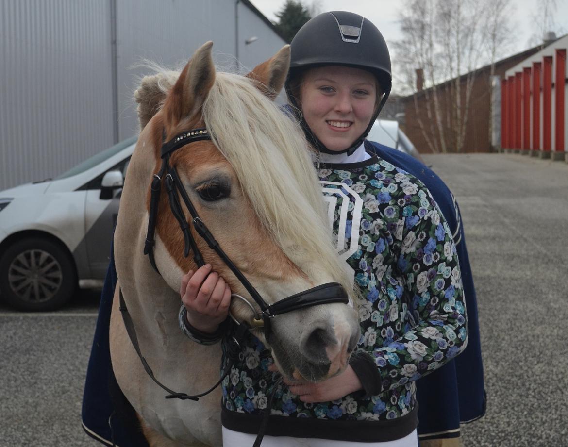 Haflinger Lara billede 6