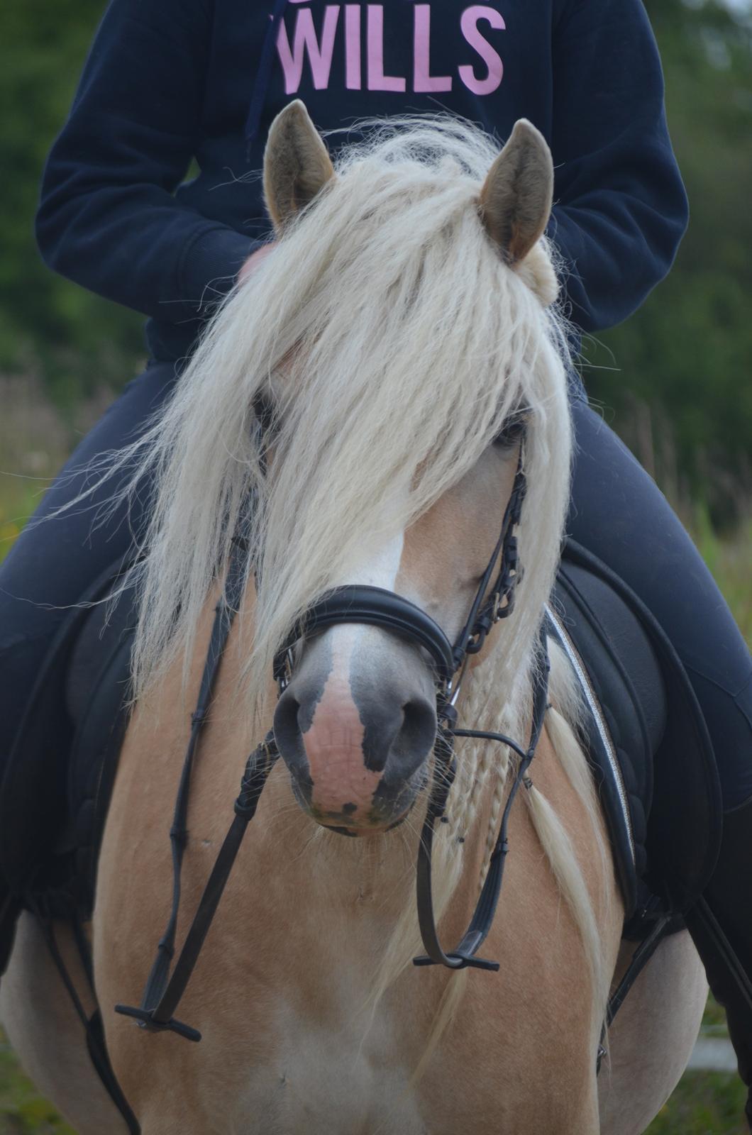 Haflinger Lara billede 4