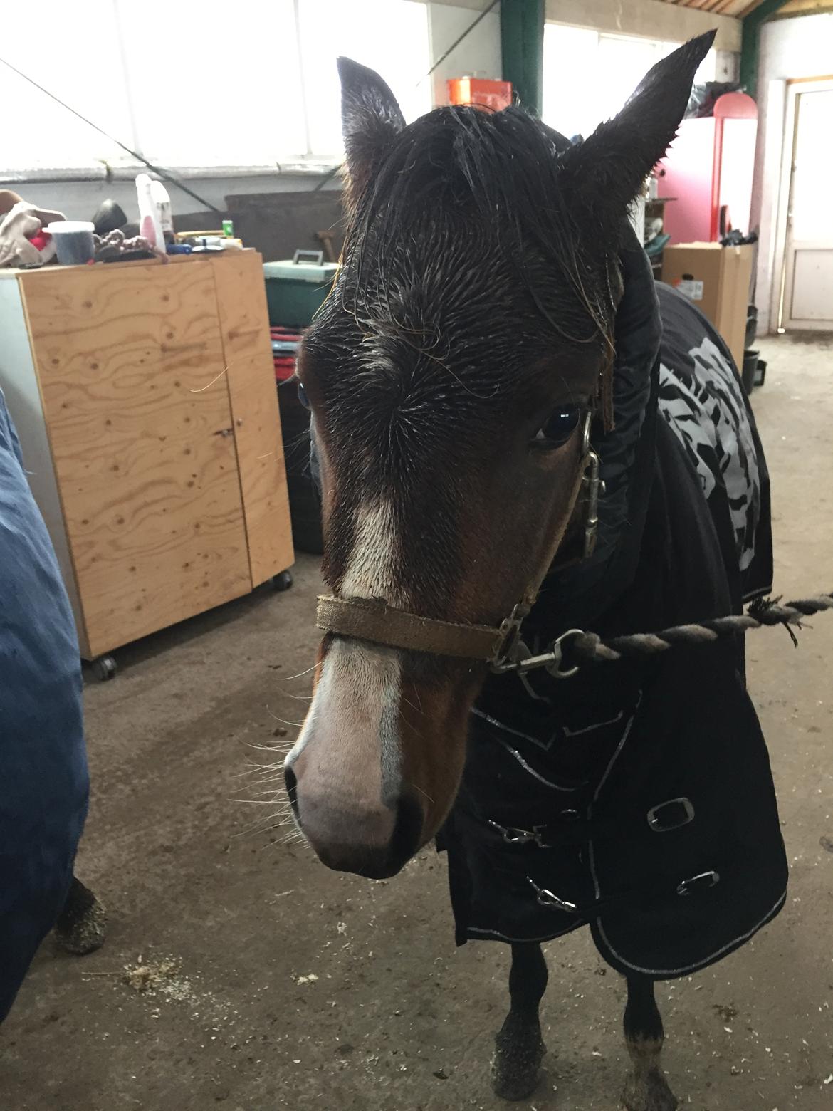 Welsh Partbred (Sec F) Swf's pippi * SOLGT* - pippi med sit nye dækken  billede 1