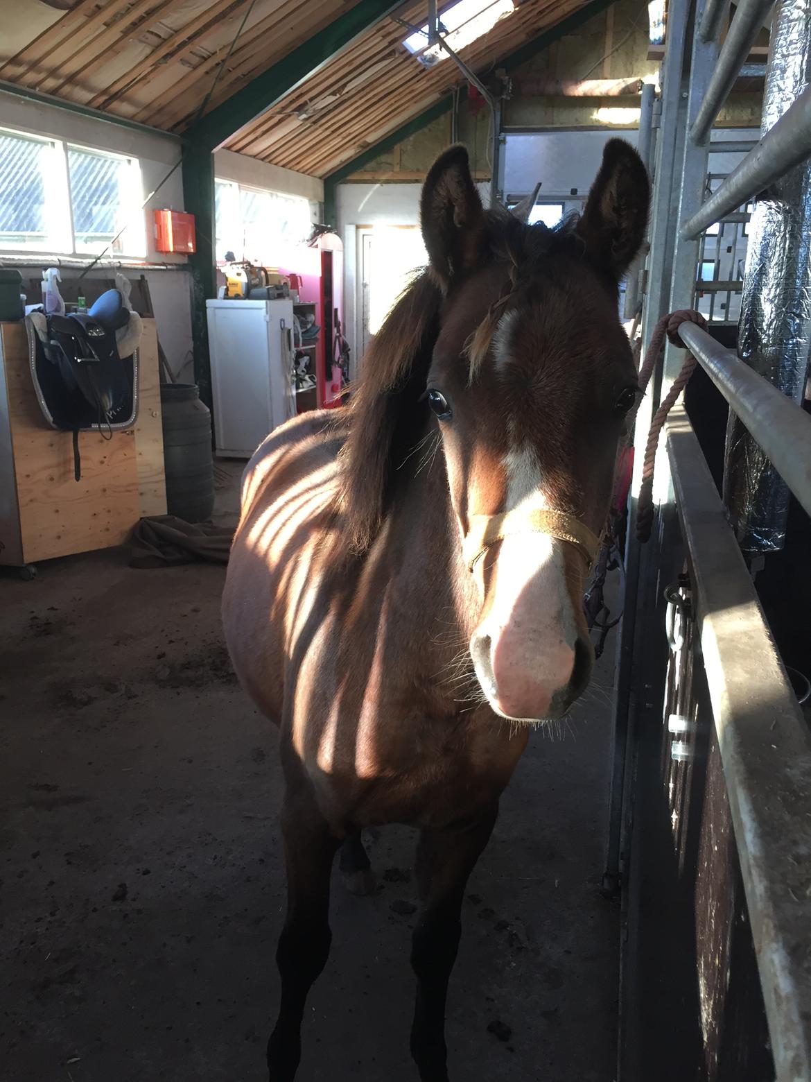 Welsh Partbred (Sec F) Swf's pippi * SOLGT* - pippi nyder opmærksomhed billede 3