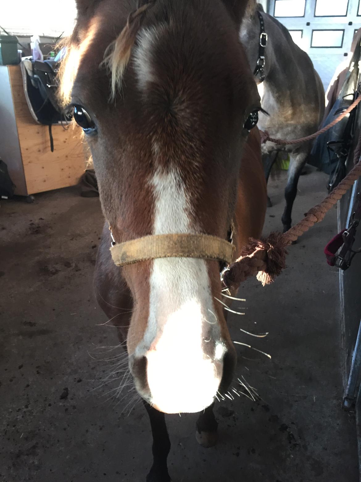 Welsh Partbred (Sec F) Swf's pippi * SOLGT* - nær billede billede 4