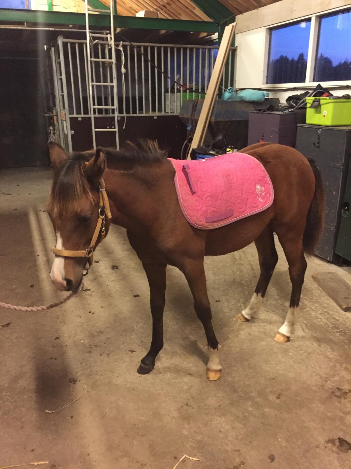 Welsh Partbred (Sec F) Swf's pippi * SOLGT* - prøver underlag billede 5