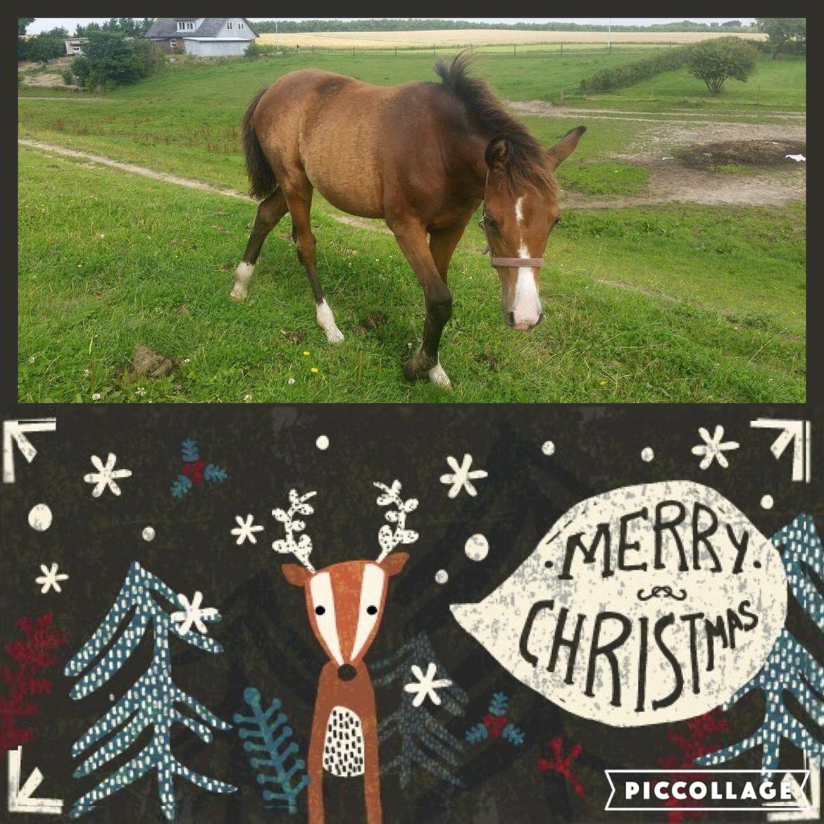 Welsh Partbred (Sec F) Swf's pippi * SOLGT* - pippi i sommeren 2016 billede 2