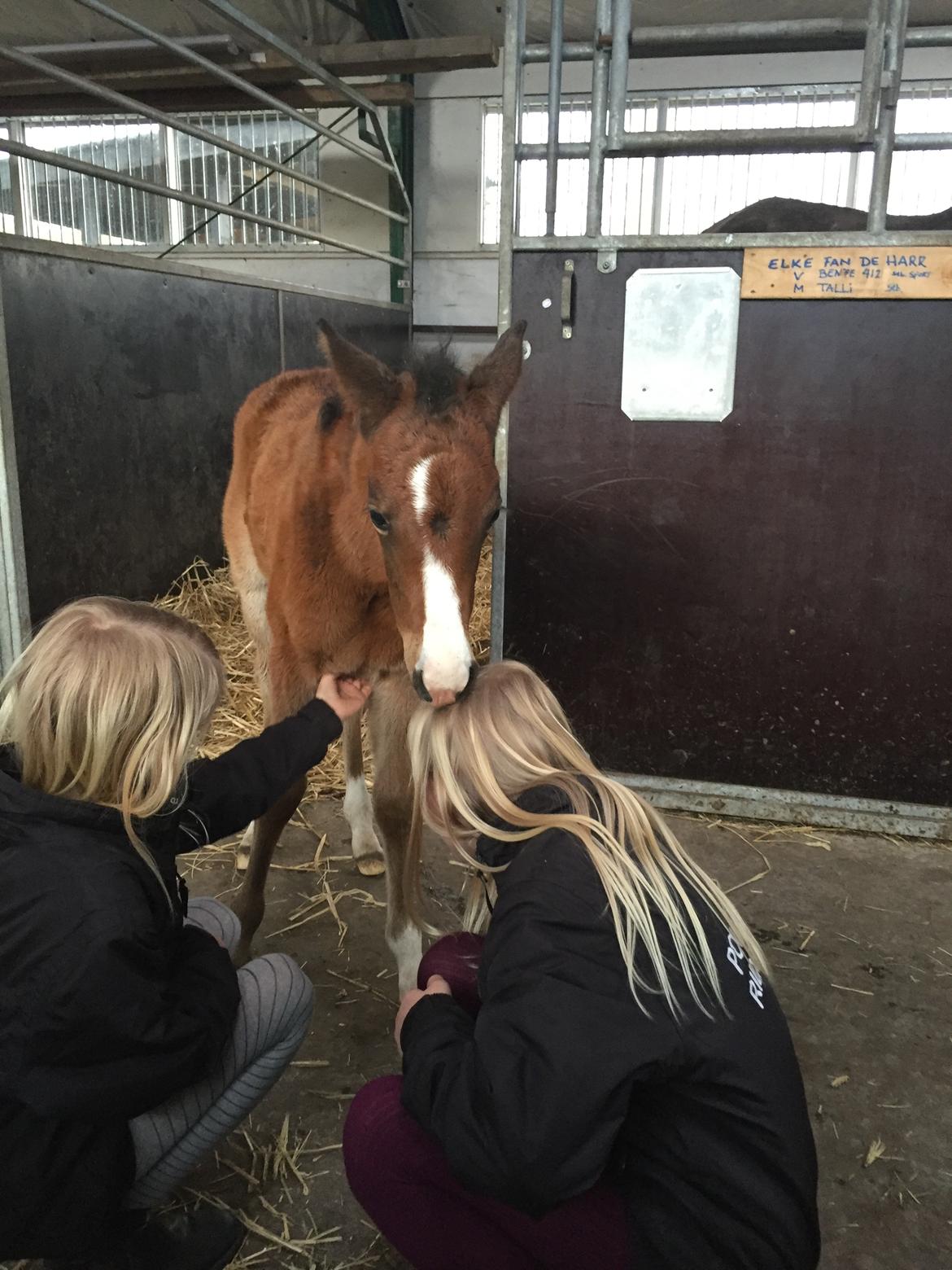Welsh Partbred (Sec F) Swf's pippi * SOLGT* - det hår smager godt, pippi 1 uge gammel  billede 6