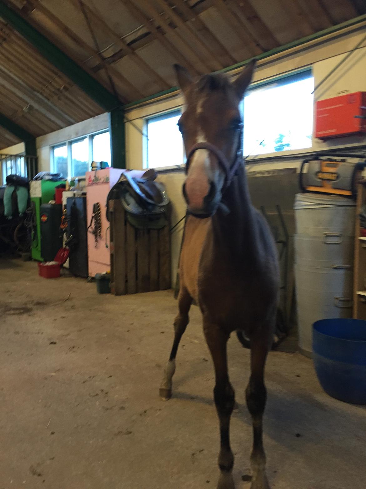 Welsh Partbred (Sec F) Swf's pippi * SOLGT* - pippi viser sig frem  billede 7