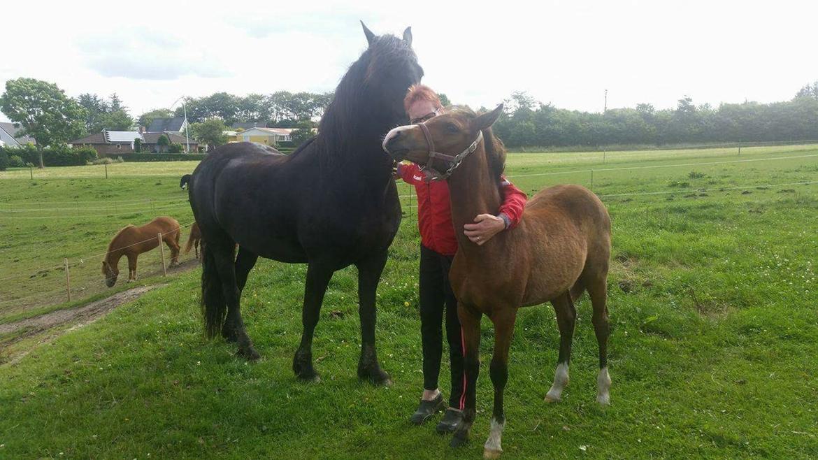 Welsh Partbred (Sec F) Swf's pippi * SOLGT* - dejligt at blive nusset  billede 8