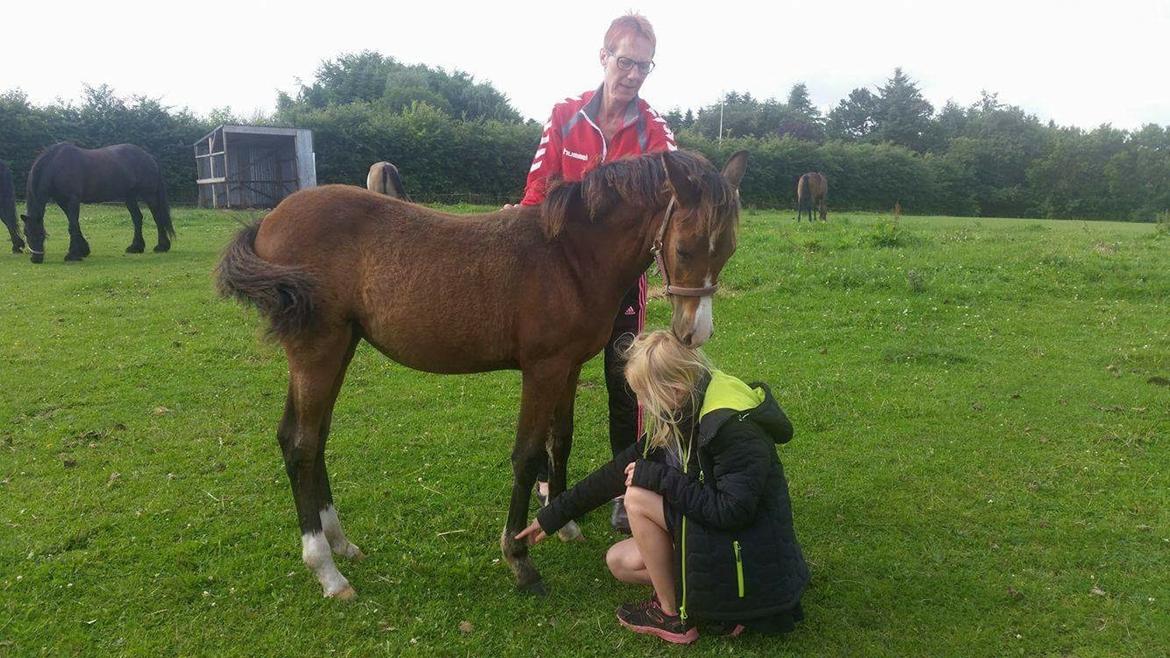 Welsh Partbred (Sec F) Swf's pippi * SOLGT* - nu spiser jeg hår igen  billede 9