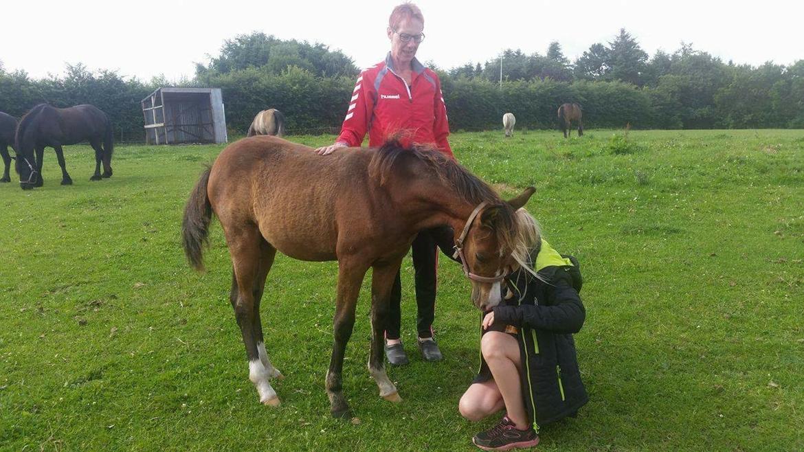 Welsh Partbred (Sec F) Swf's pippi * SOLGT* - pippi på vej ind i jakken  billede 10