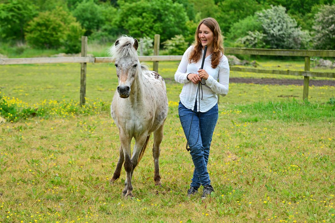 Knabstrupper Chanel billede 20