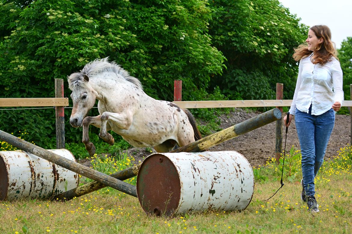 Knabstrupper Chanel billede 6