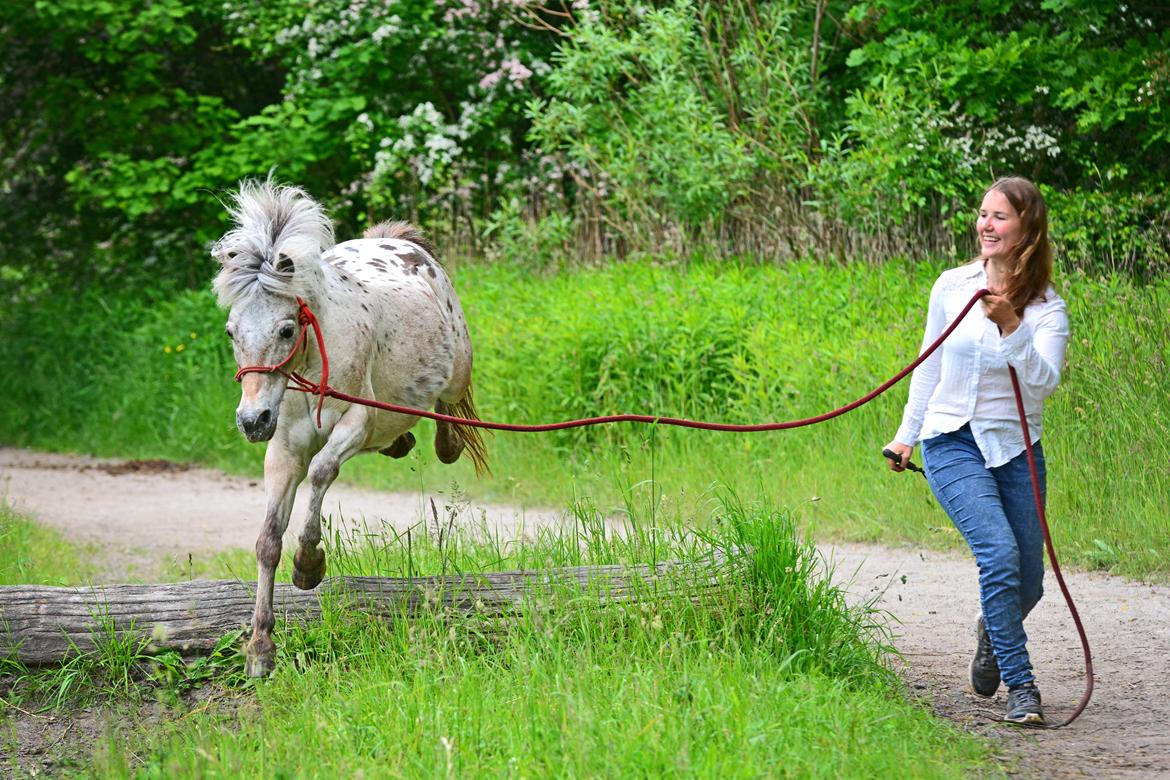 Knabstrupper Chanel billede 10