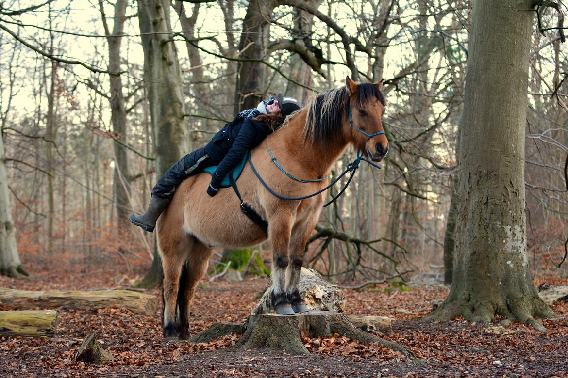 Anden særlig race Cokko billede 2