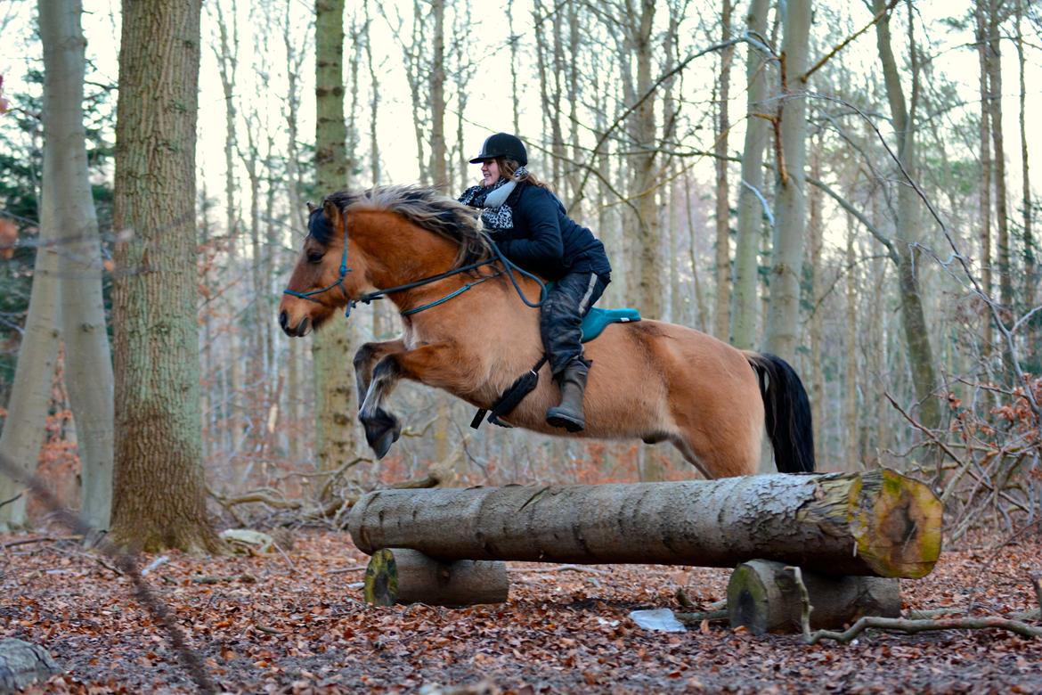 Anden særlig race Cokko billede 6