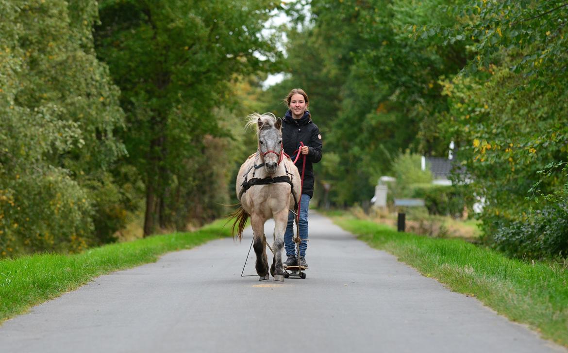 Knabstrupper Chanel billede 7