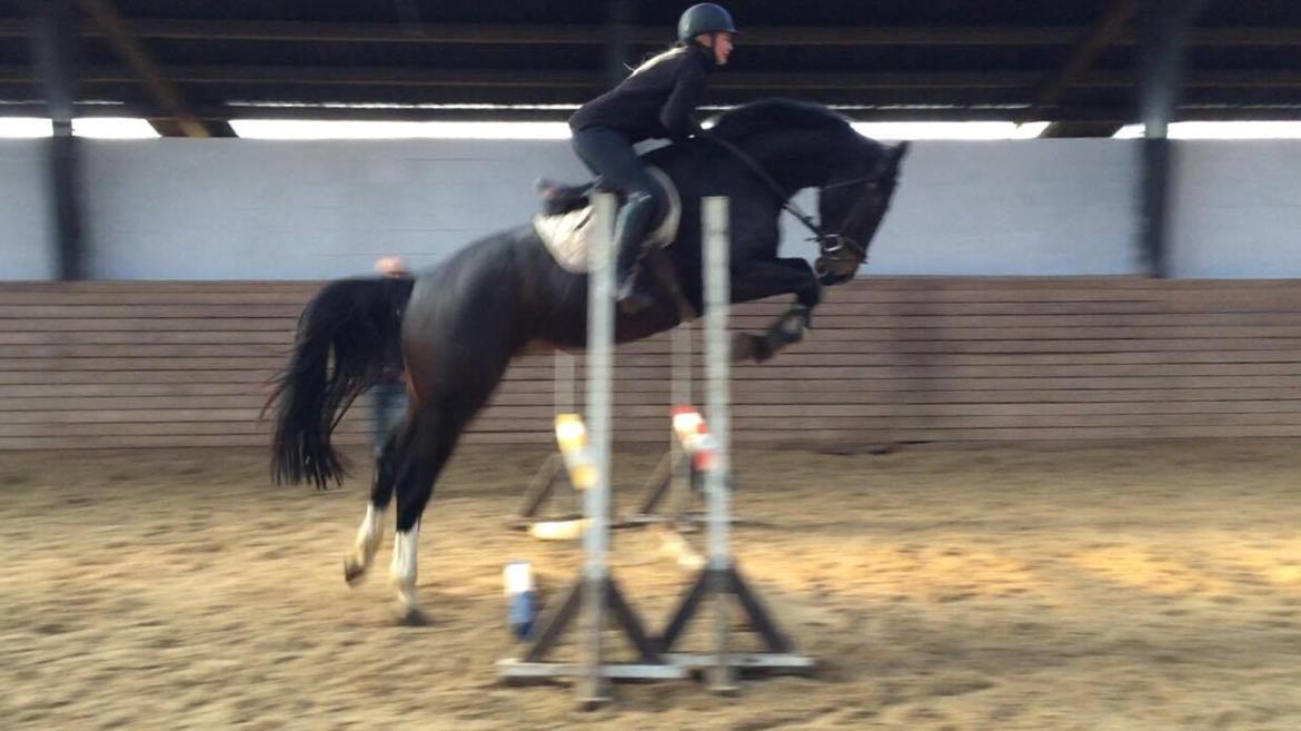 Tysk Oldenburger Trivaldo billede 1