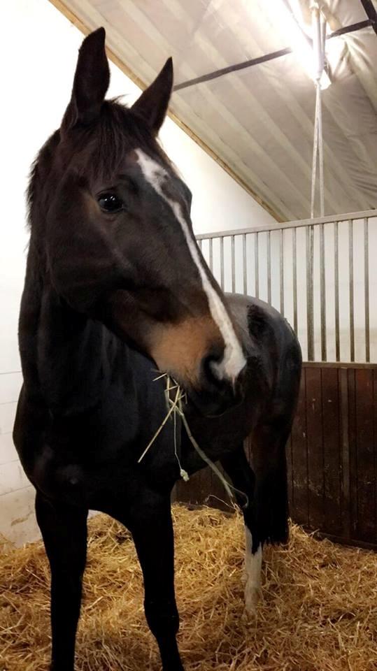 Tysk Oldenburger Trivaldo billede 2