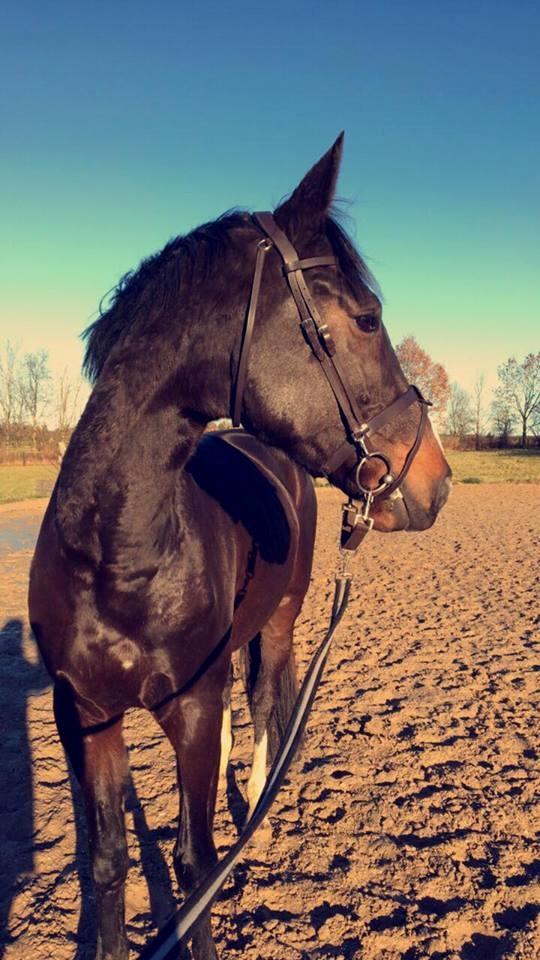 Tysk Oldenburger Trivaldo billede 5