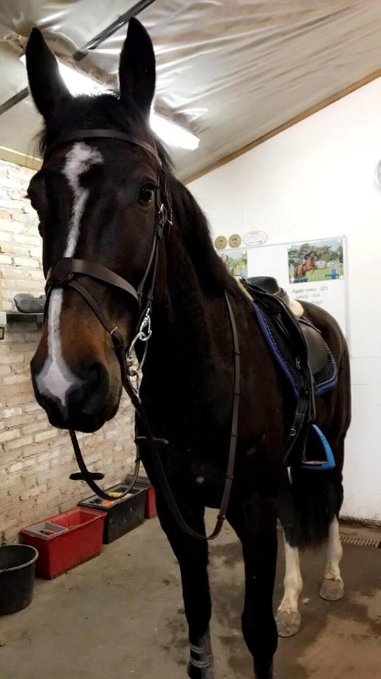 Tysk Oldenburger Trivaldo billede 4