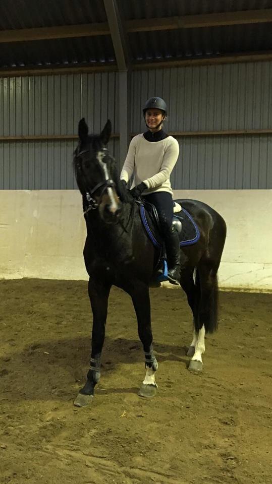 Tysk Oldenburger Trivaldo billede 3