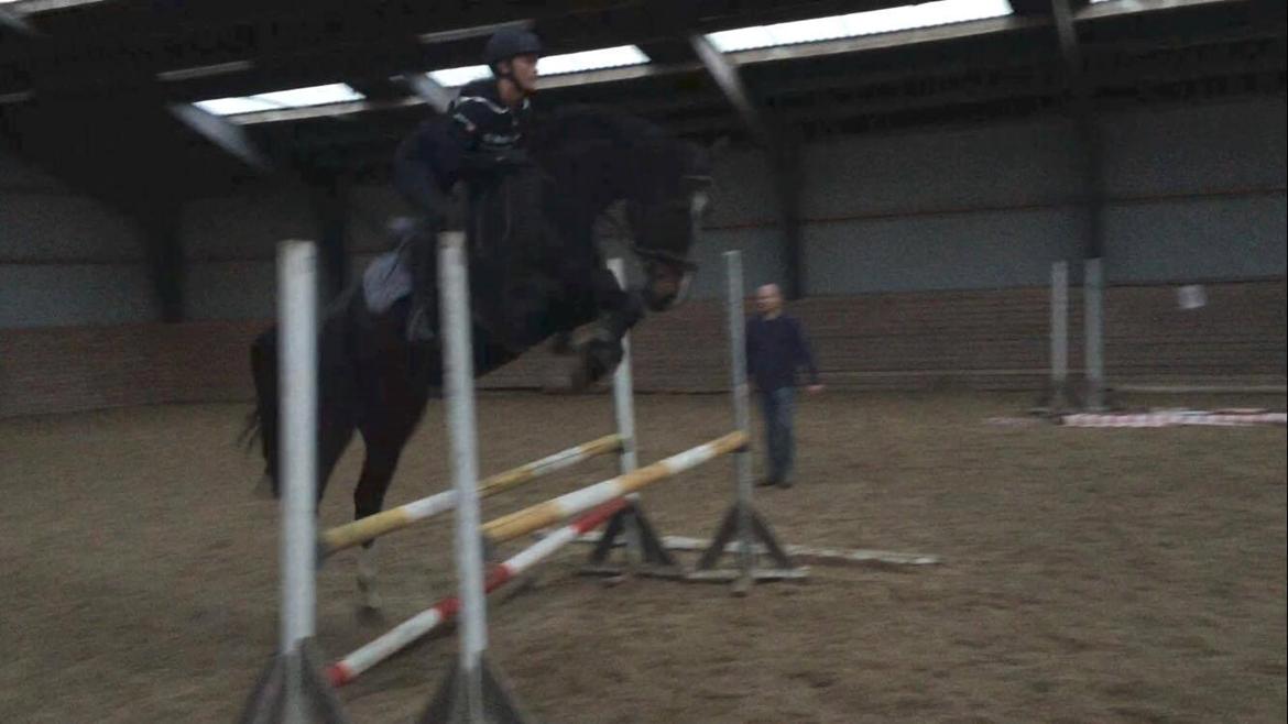 Tysk Oldenburger Trivaldo billede 7