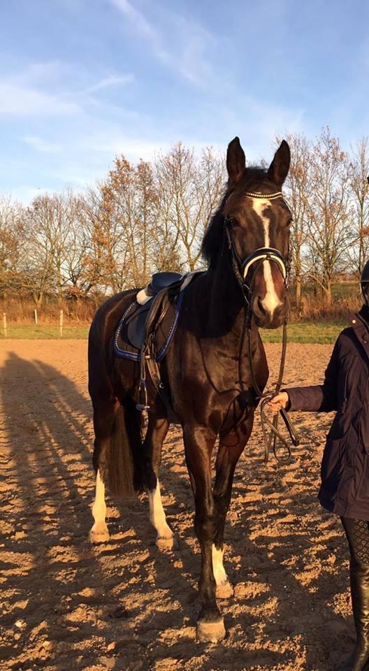 Tysk Oldenburger Trivaldo billede 9