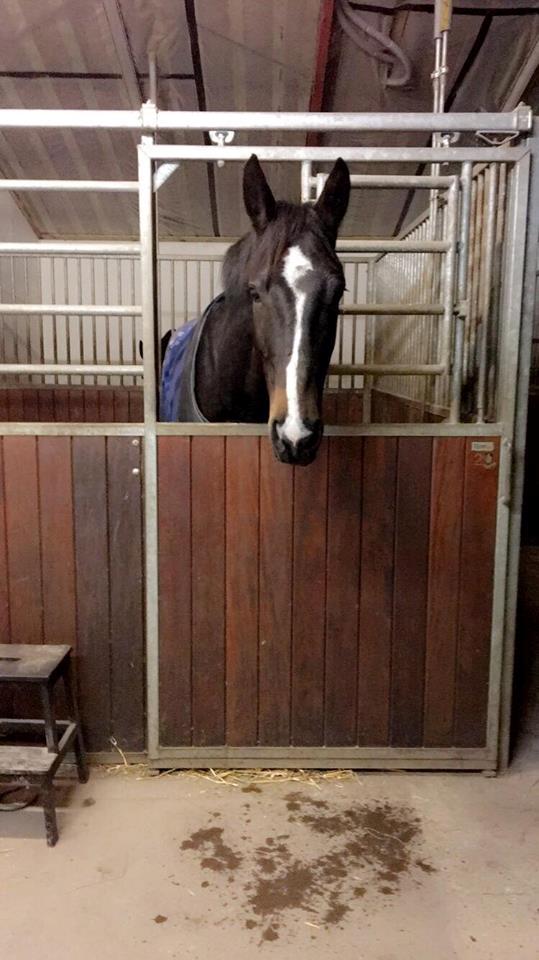 Tysk Oldenburger Trivaldo billede 8