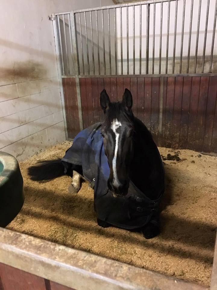 Tysk Oldenburger Trivaldo billede 10