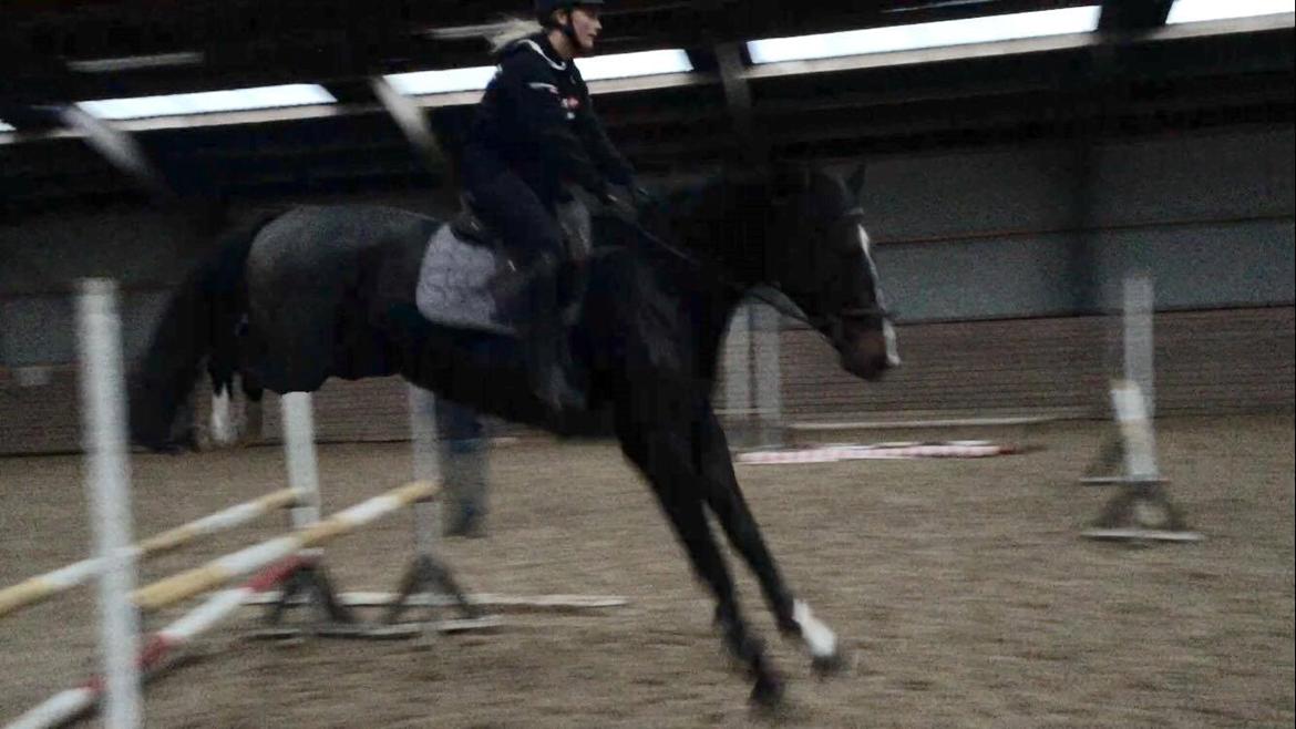 Tysk Oldenburger Trivaldo billede 6