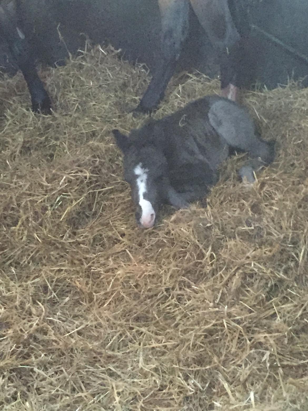 Welsh Partbred (Sec F)  SOLGT*    Swf's jesmina - hårdt at være føl ;)  billede 3