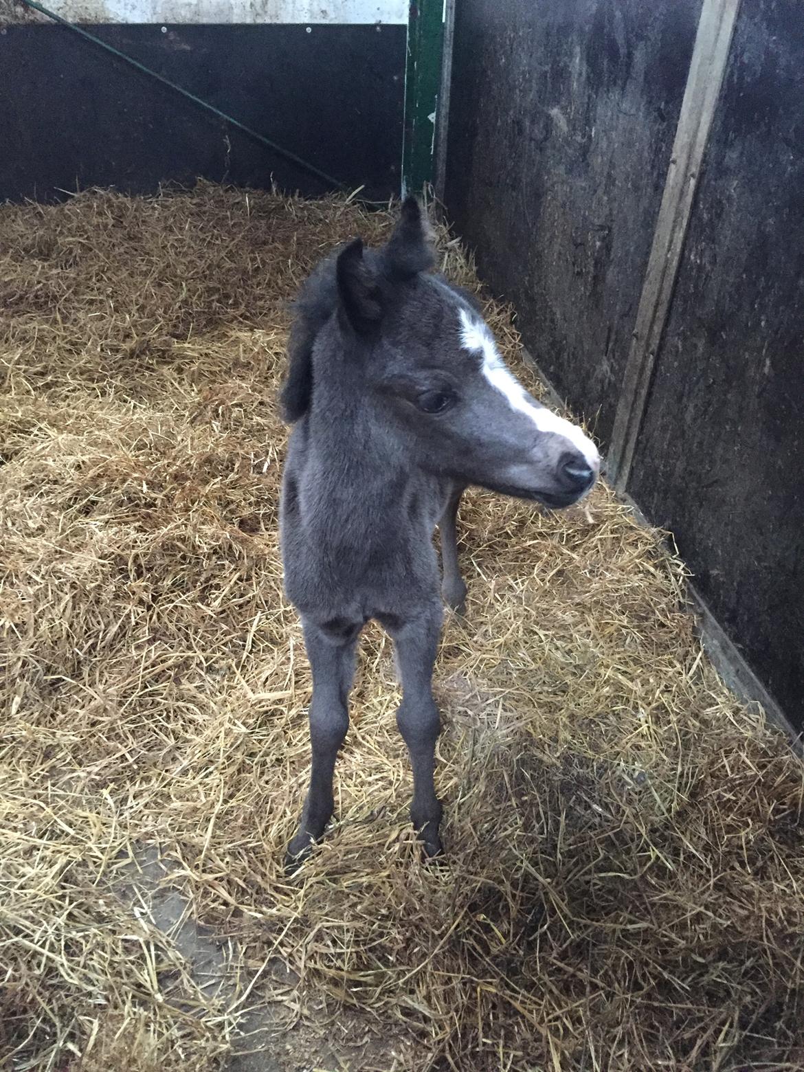 Welsh Partbred (Sec F)  SOLGT*    Swf's jesmina - hvad sker der hos naboen ;)  billede 4