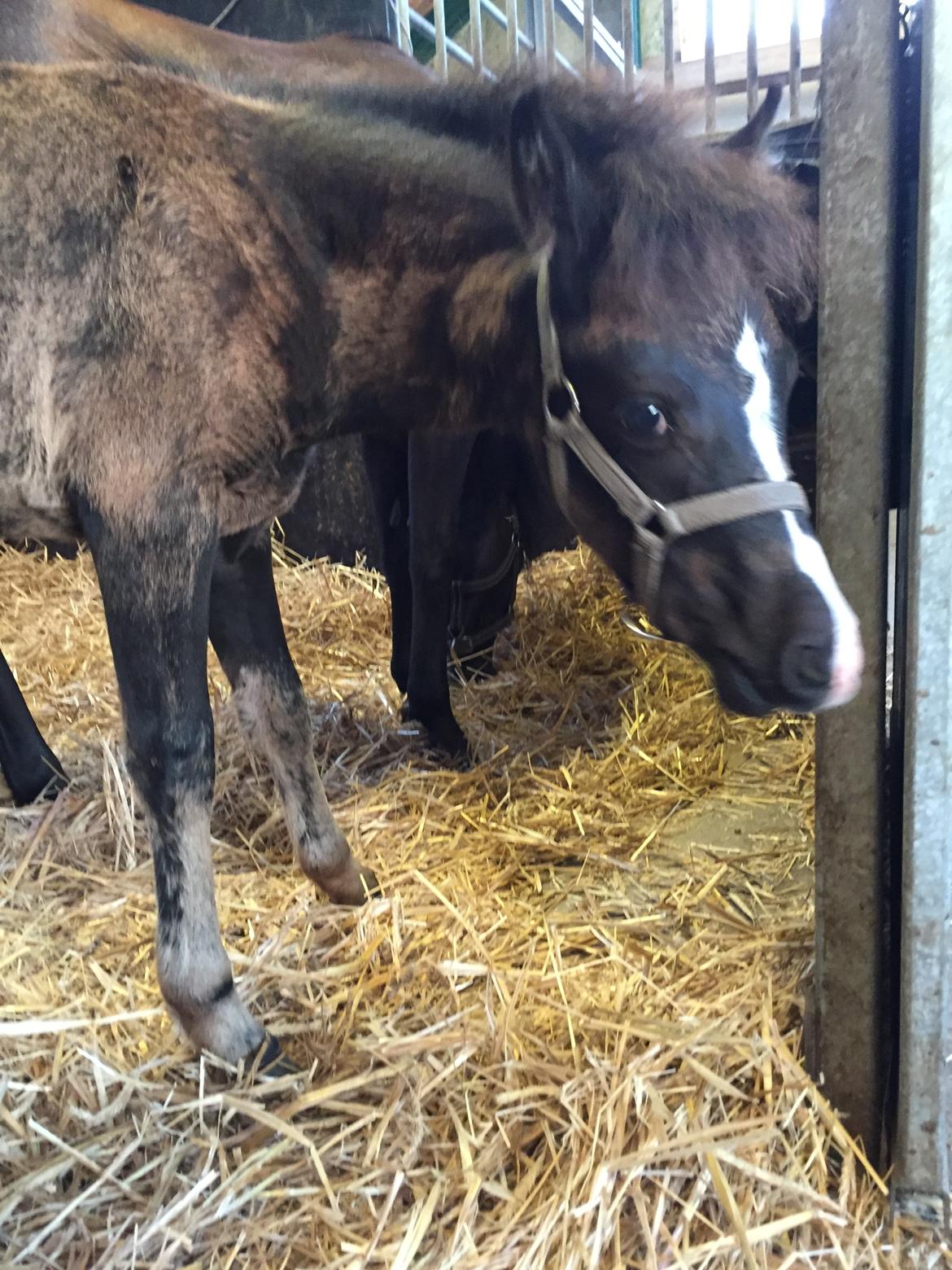 Welsh Partbred (Sec F)  SOLGT*    Swf's jesmina - nysgerrig  billede 6