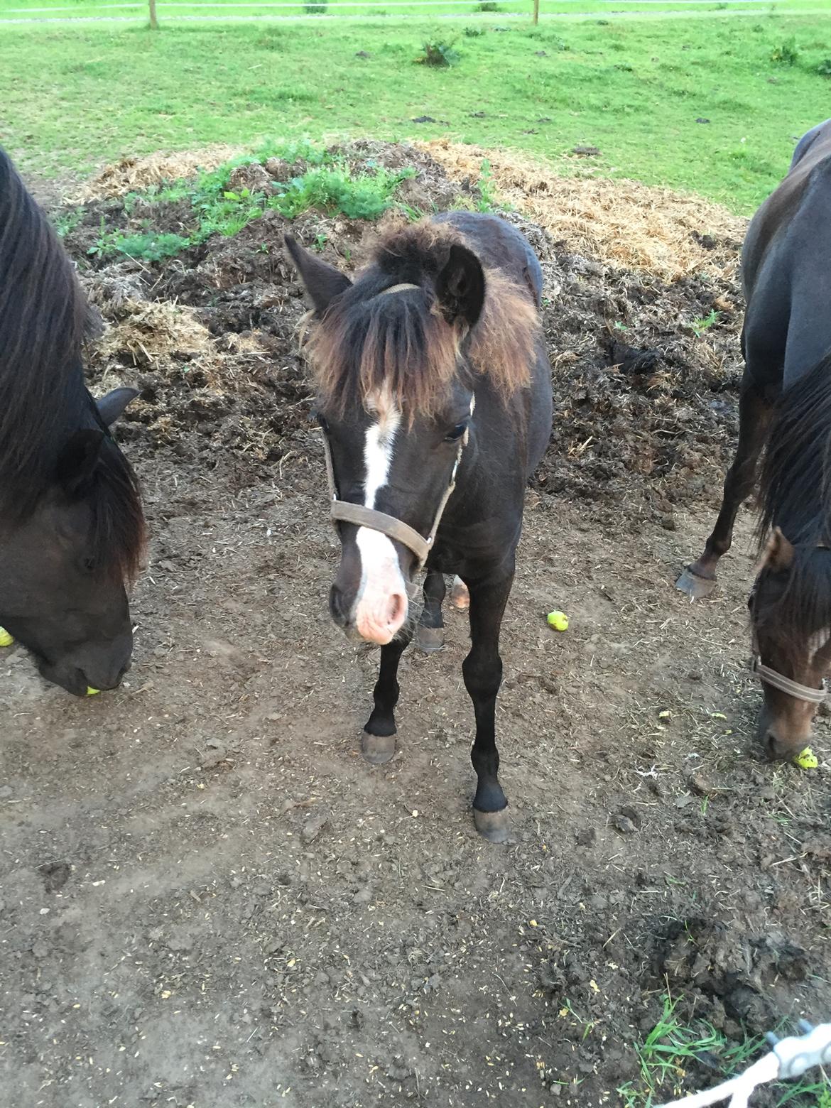 Welsh Partbred (Sec F)  SOLGT*    Swf's jesmina - hun ligner sin far med den blis og snip billede 10