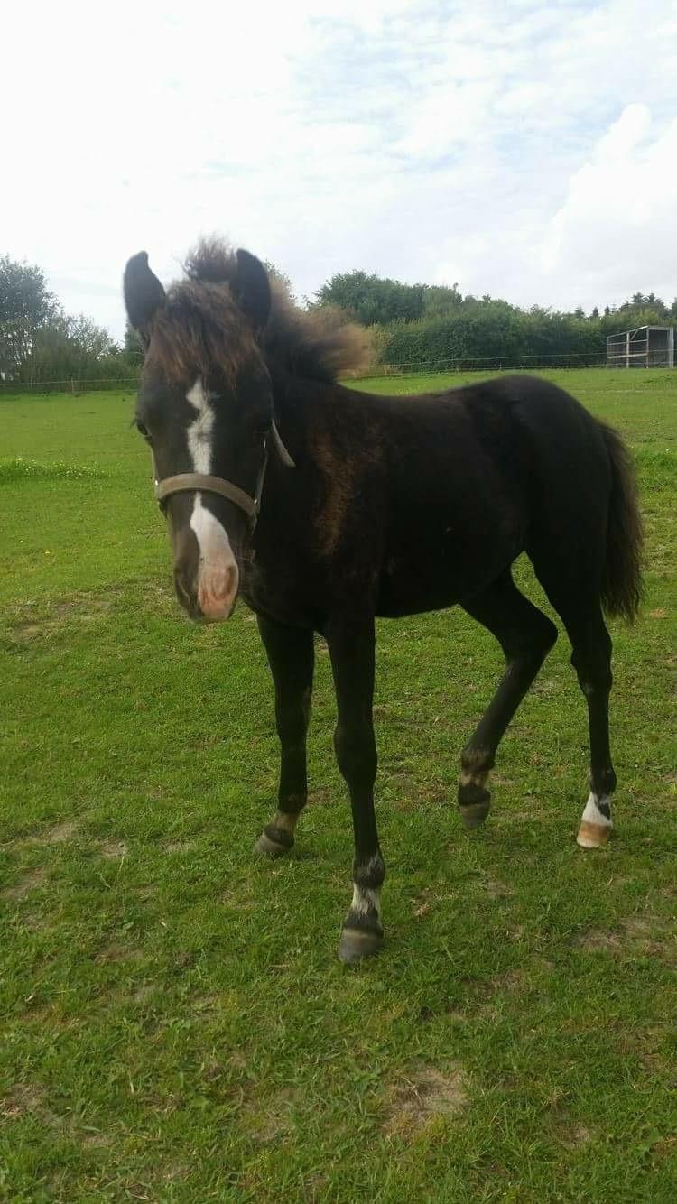 Welsh Partbred (Sec F)  SOLGT*    Swf's jesmina - smukke Jesmina  billede 8