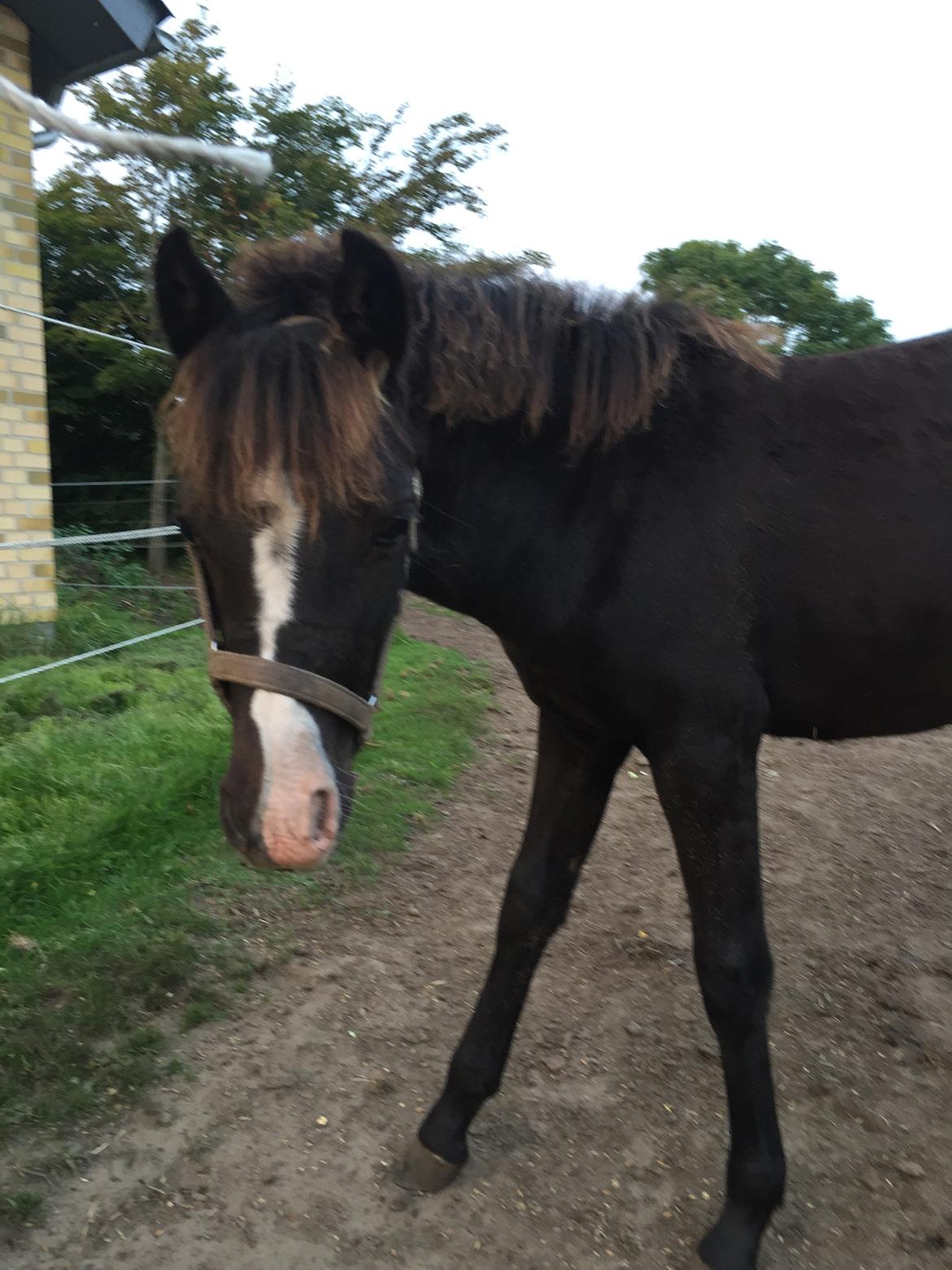 Welsh Partbred (Sec F)  SOLGT*    Swf's jesmina - Jesmina  billede 12