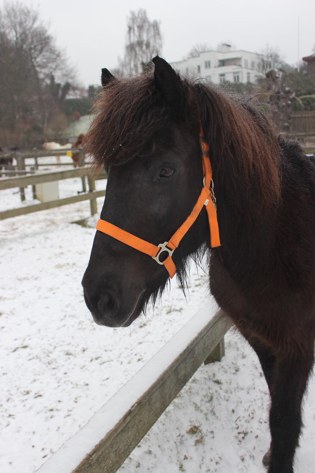 Islænder Kolka  fra Vinkærgård billede 5