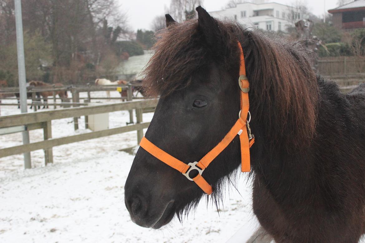 Islænder Kolka  fra Vinkærgård billede 14