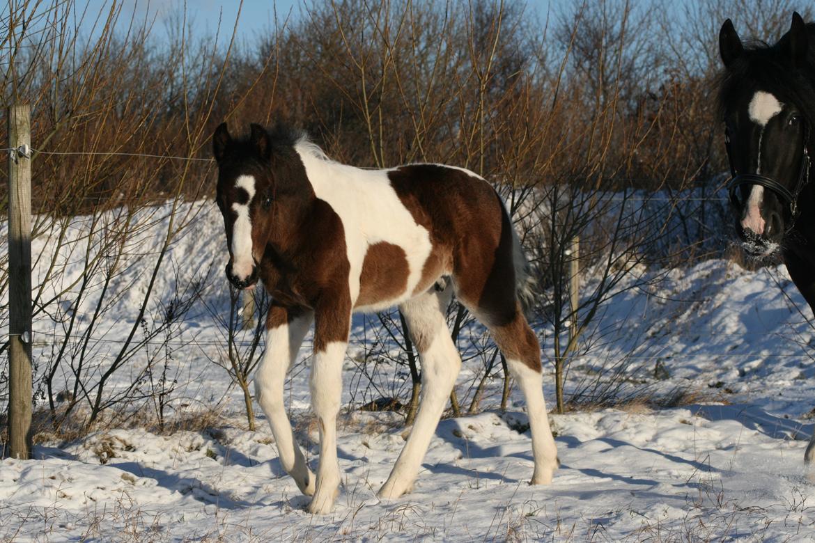 Barockpinto Honorous Jorg Ancrath billede 11