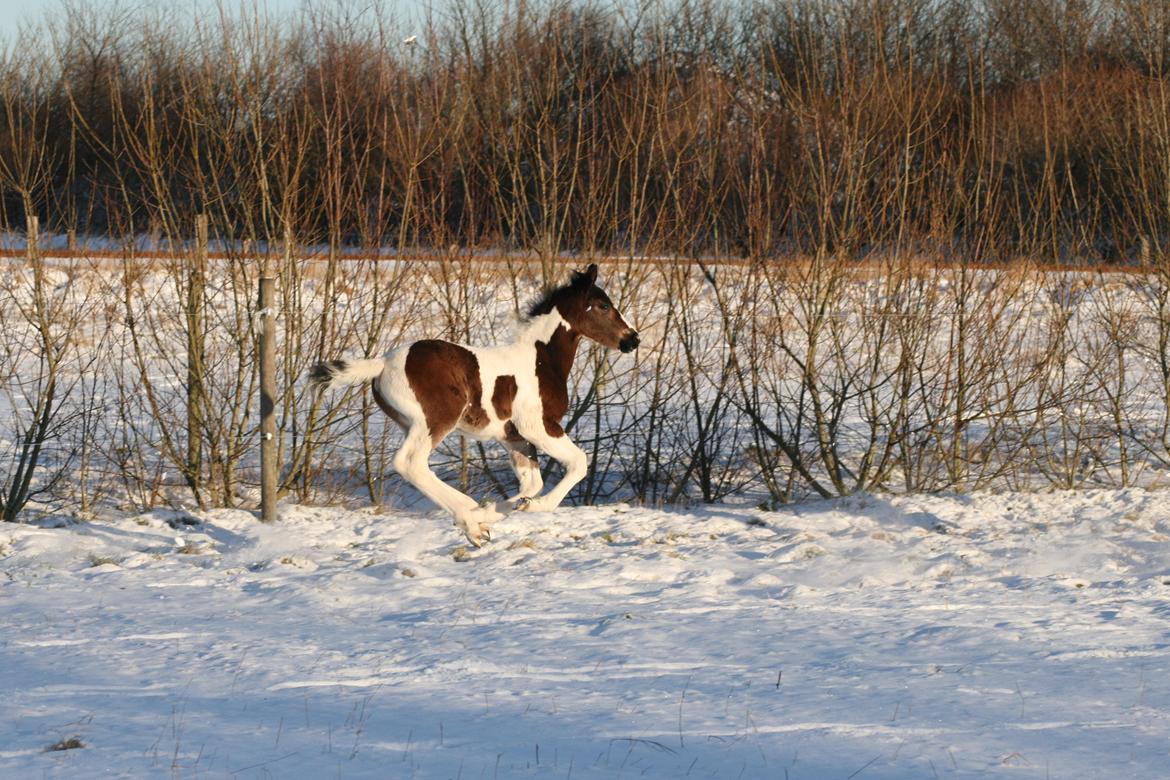 Barockpinto Honorous Jorg Ancrath billede 15