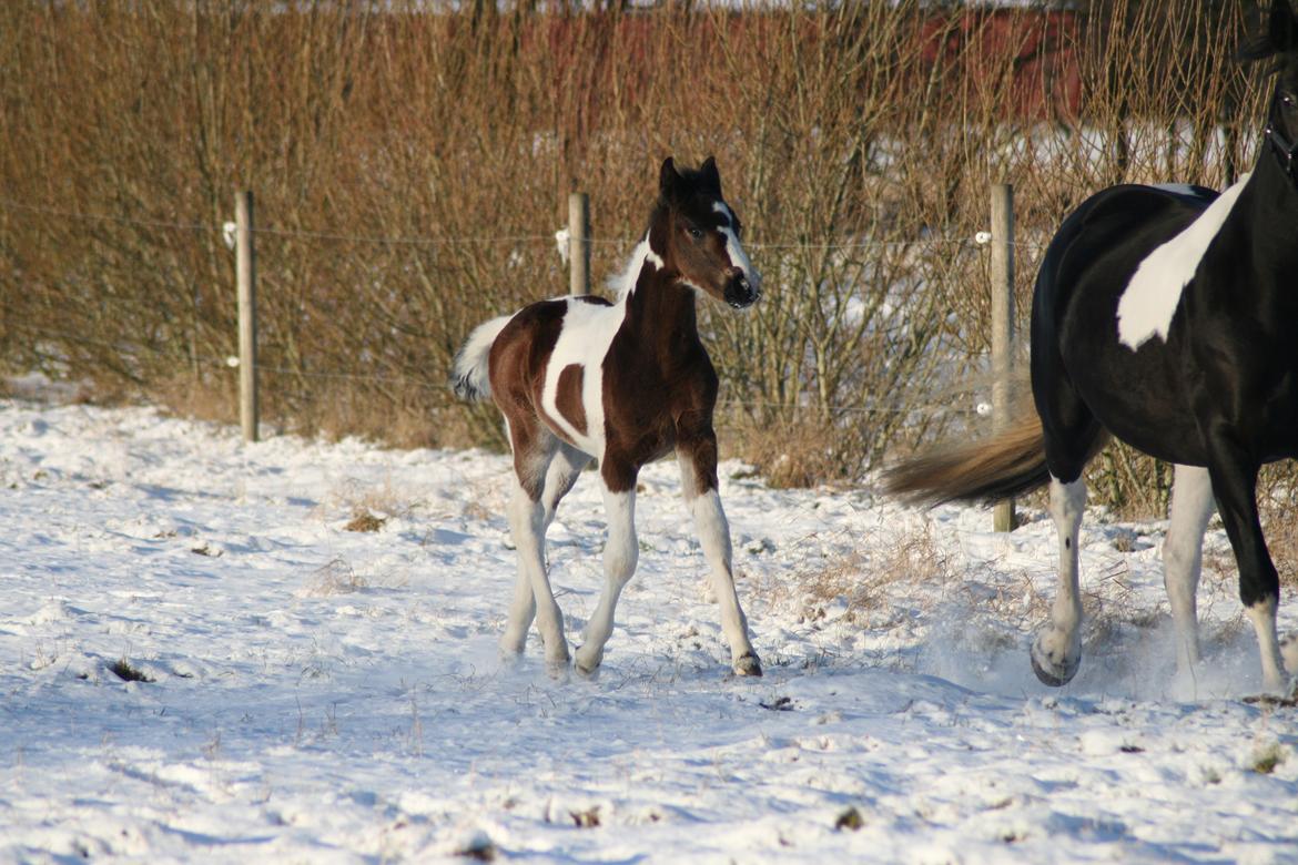 Barockpinto Honorous Jorg Ancrath billede 13