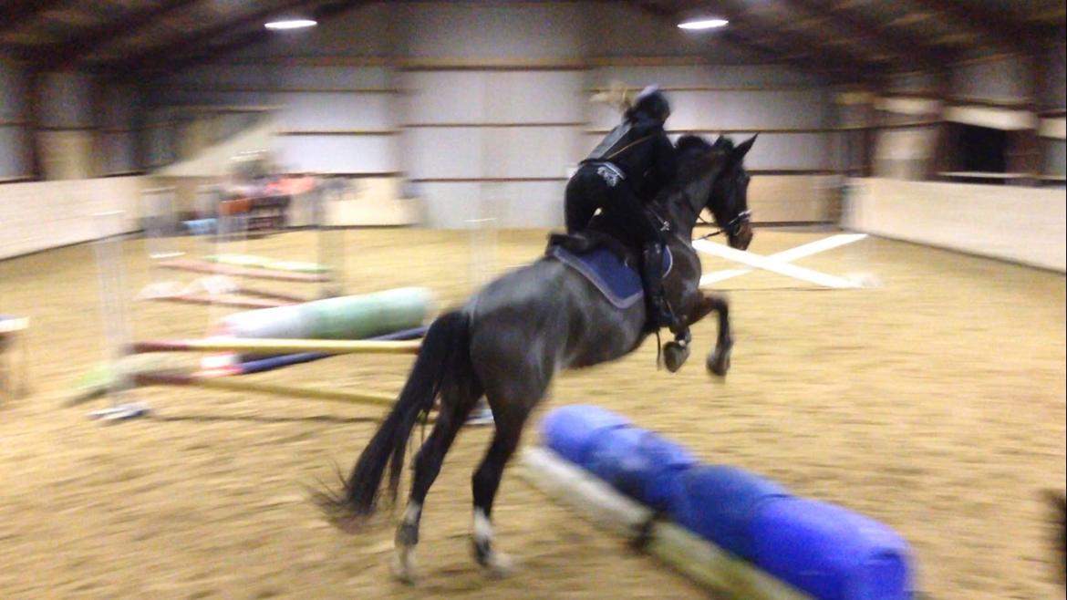 Hollandsk Varmblod Annika (himmelhest)  billede 9