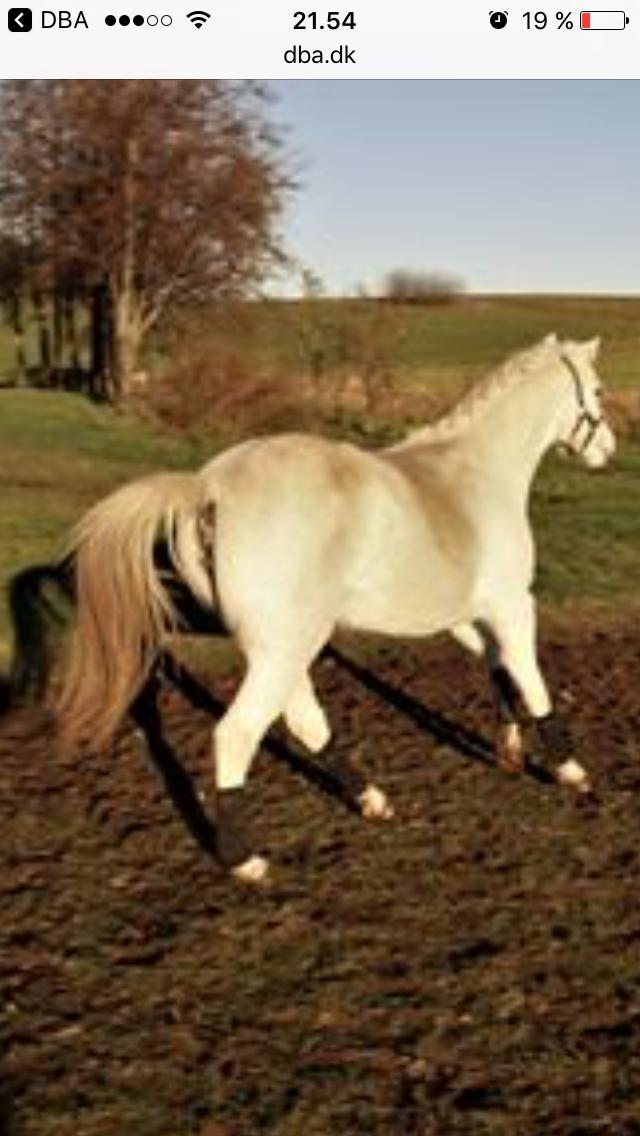 Welsh Pony (sec B) Ariel billede 1