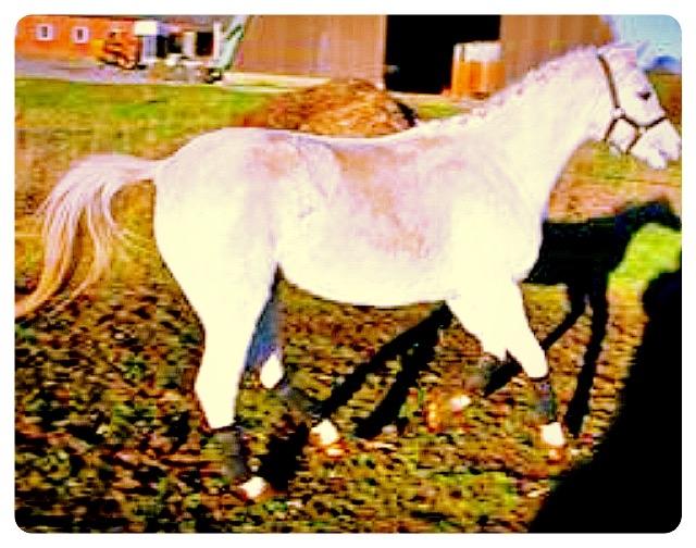 Welsh Pony (sec B) Ariel billede 2